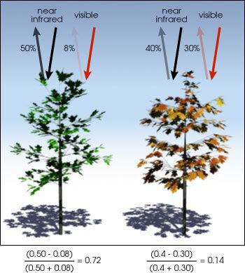 什么是NDVI（归一化植被指数）？