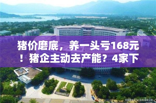 猪价磨底，养一头亏168元！猪企主动去产能？4家下调出栏目标超800万头